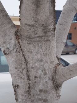 Red maple with weak point