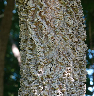 Hackberry bark