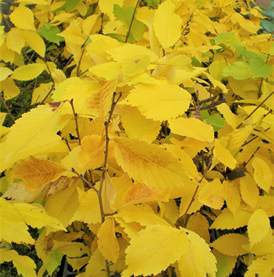 New Horizon Elm leaves