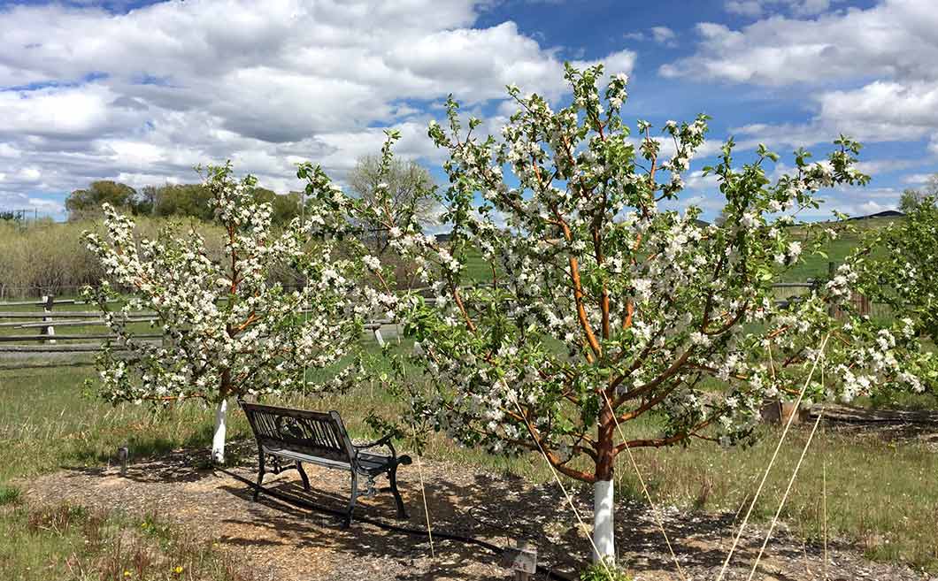 zestar-apple-Montana State University