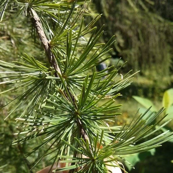 Tamarackleaves_UMN-UFOR(2)