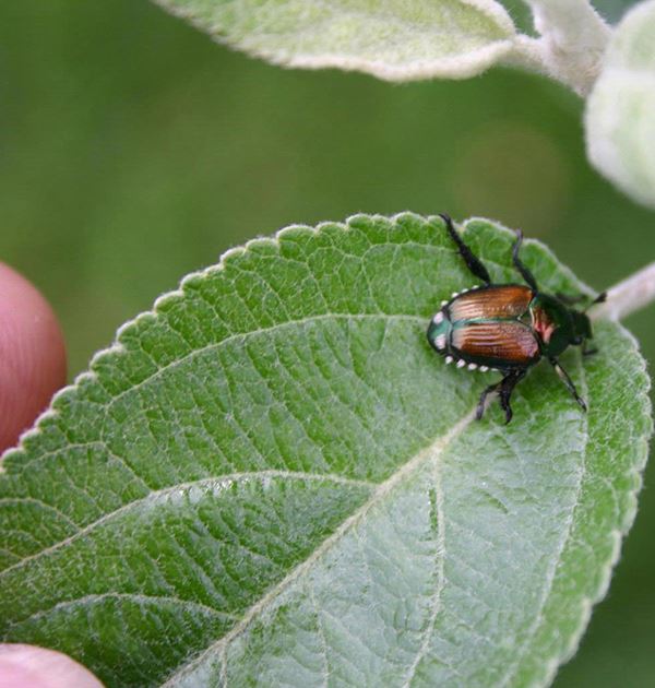 Japanese beetle sitting on a green leaf
