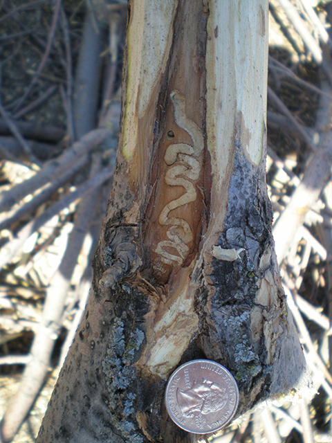 bark split in ash tree shows S-shaped galleries