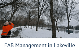 EAB Management in Lakeville
