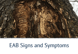 Signs and Symptoms